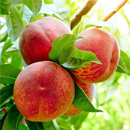 Peach Trees - China Pearl