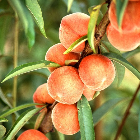 Peach Trees - China Pearl