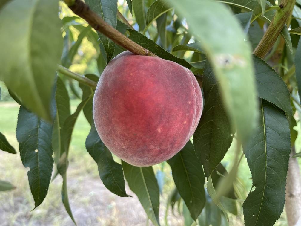 peach trees in nc