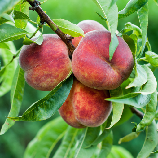 peach trees in nc